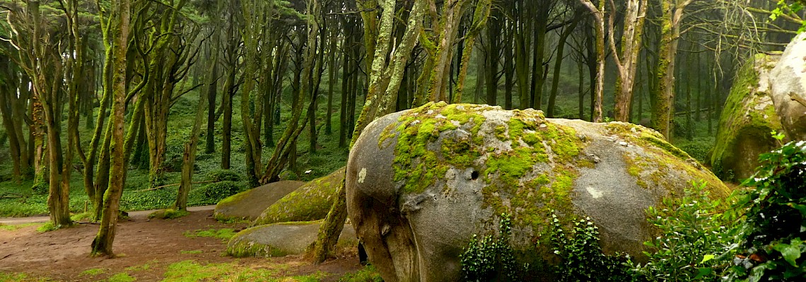 Caminhada no Bosque do Silêncio - Serra de Sintra