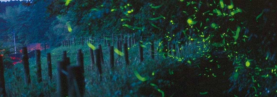 Caminhada de Pirilampos em noite de Super Lua - Aveiro