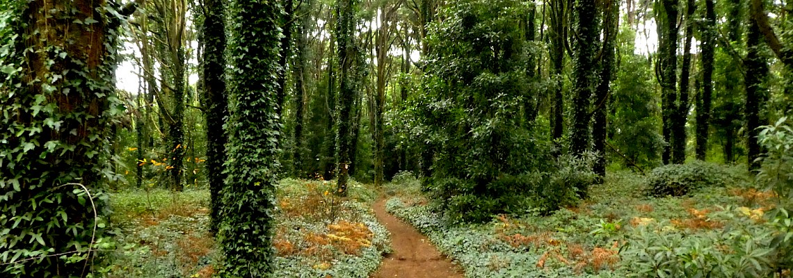 Sintra Radical
