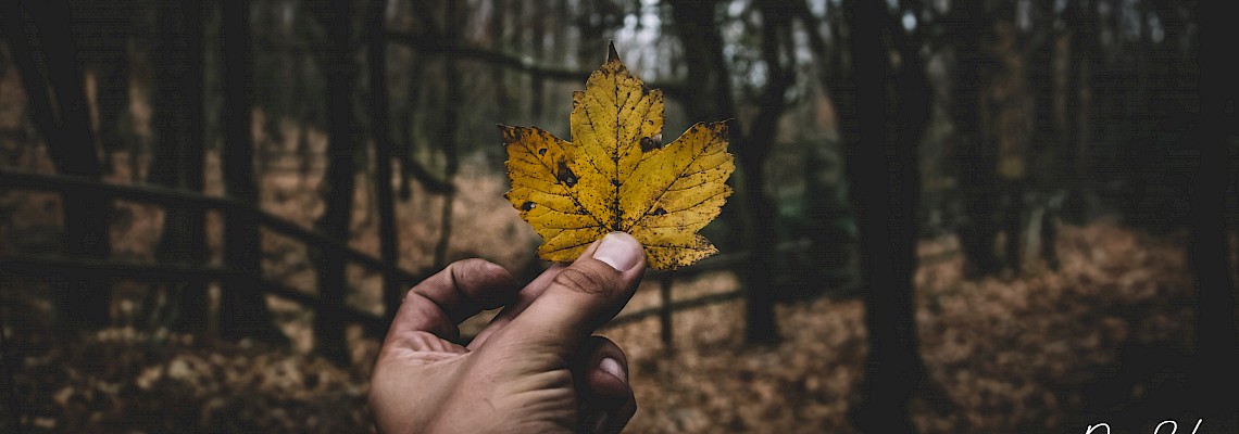 Bosques do Corno de Bico ( Paredes de Coura )