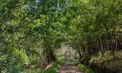 Caminhada em família pelos Túneis de árvores da Fermelã/Baixo Vouga