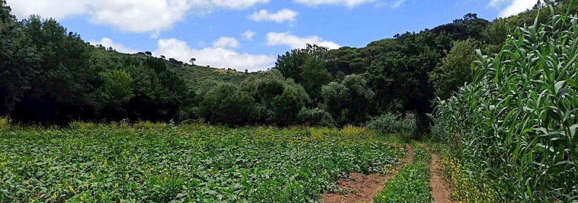 À descoberta do trilho do Sr. Heitor - Mafra