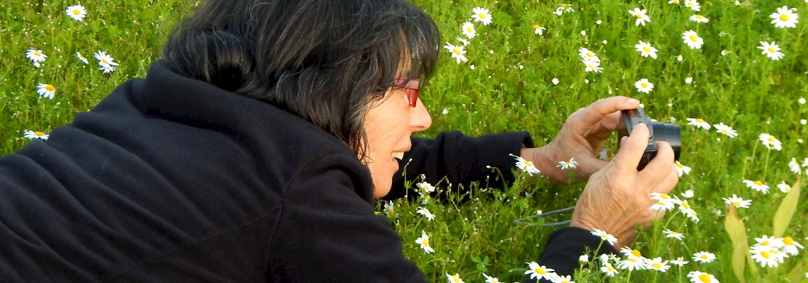 À procura das plantas que curam