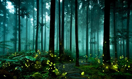 Caminhada de Pirilampos no Bosque do Silêncio 5ª edição