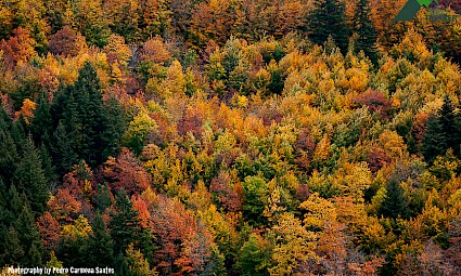 Cores do Outono no Bosque das Faias - Serra da Estrela