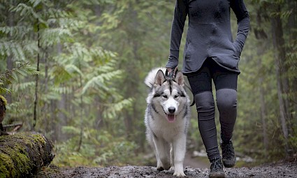 Dog Trekking na Peninha - Serra de Sintra