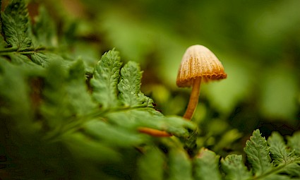 Caminhada à descoberta dos cogumelos /Sintra