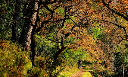 Caminhada em família na Mata de Belas