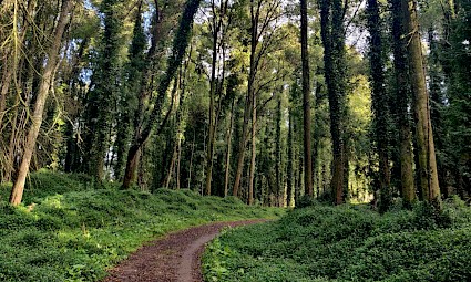 Caminhada no Bosque dos Druídas - Serra de Sintra
