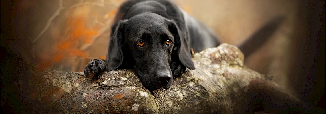 Dog Trekking na Tapada de Monserrate