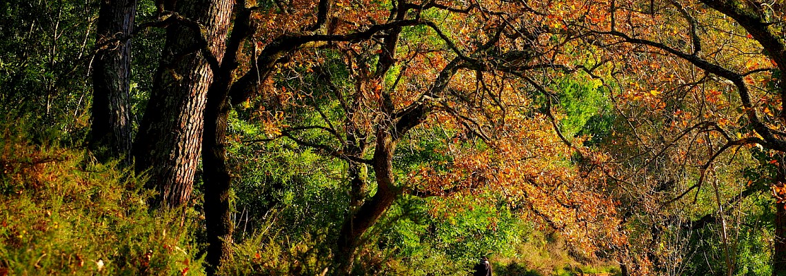 Caminhada primaveril na Mata de Belas