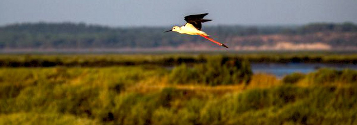 Tour Fotográfico - Aves da Primavera no Tejo
