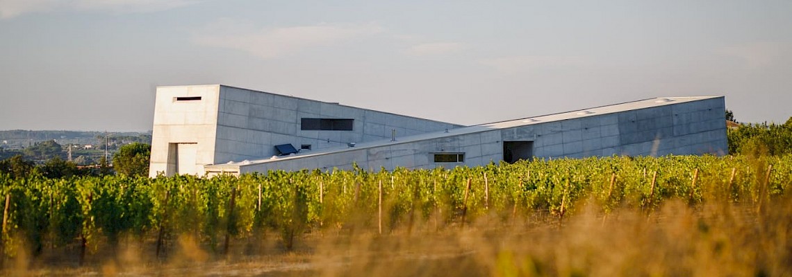 Trilhos do Dão e Vinhos de Autor – Adega Caminho Cruzados