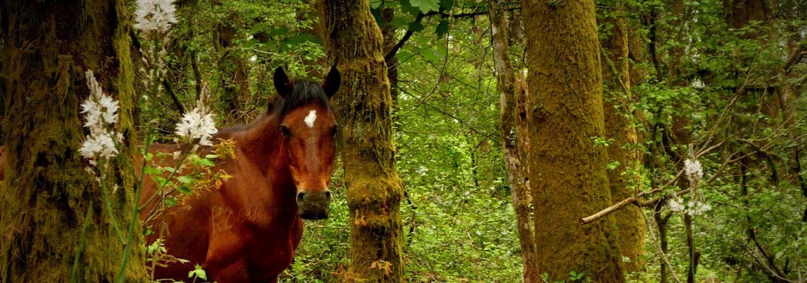 Na rota dos Garranos da Serra de Sintra