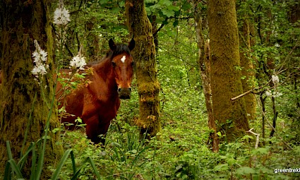 Na rota dos Garranos da Serra de Sintra