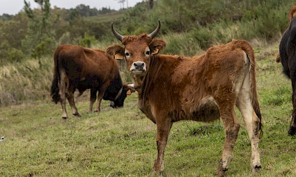 Trilho das Brandas de Sistelo