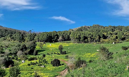 Primavera nos Bosques da Malveira e Litoral Atlântico