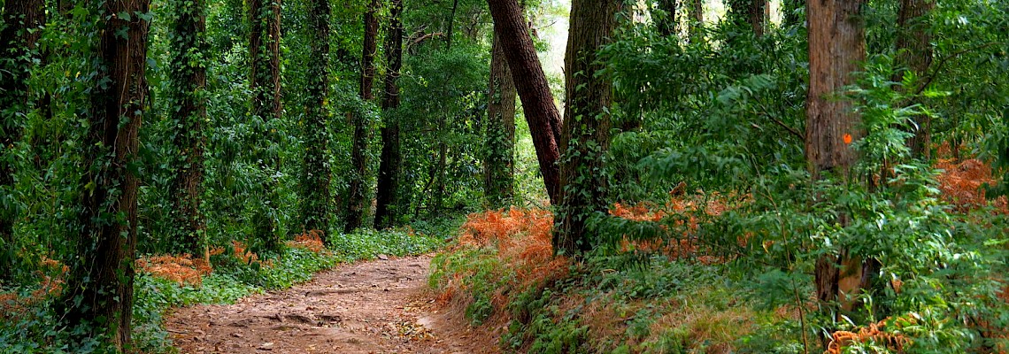 Bosques encantados da Malveira  - Serra de Sintra