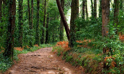 Bosques encantados da Malveira  - Serra de Sintra