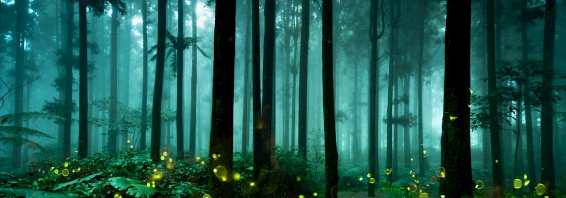 Caminhar com Pirilampos nos lagos de Monserrate - Serra de Sintra - 3º edição