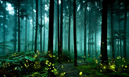 Caminhar com Pirilampos nos lagos de Monserrate - Serra de Sintra - 3º edição