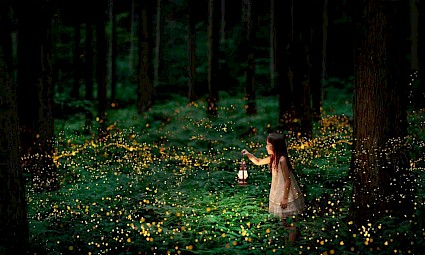 Pirilampos na Praia Fluvial dos Olhos D`Água do Alviela - 1ª Edição