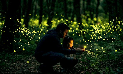 Caminhar à luz dos Pirilampos na Mata de Belas - 8º edição