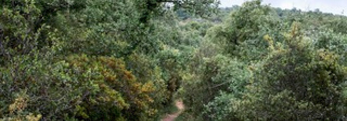 Mata do Cerejal - reduto de tranquilidade/Batalha