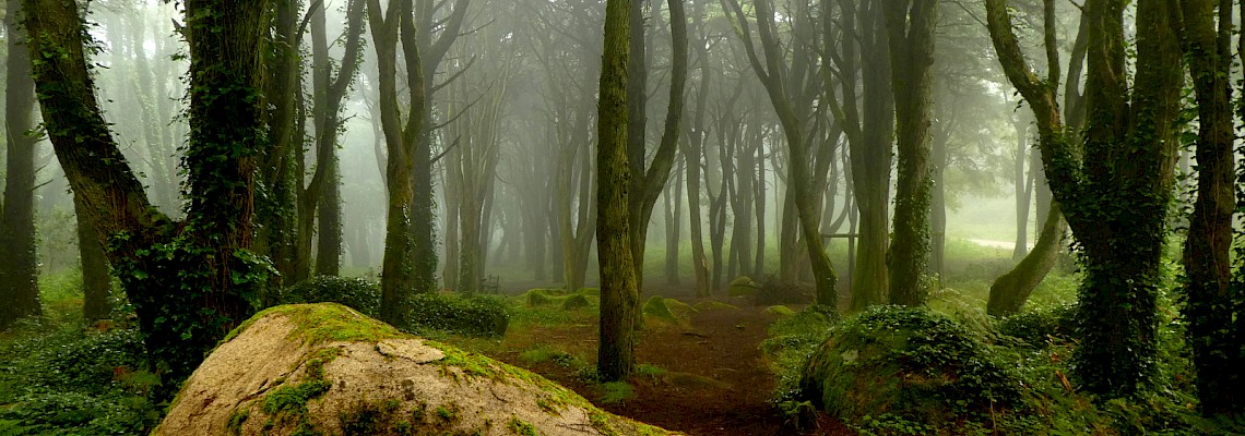 Caminhada em família no Bosque do Silêncio
