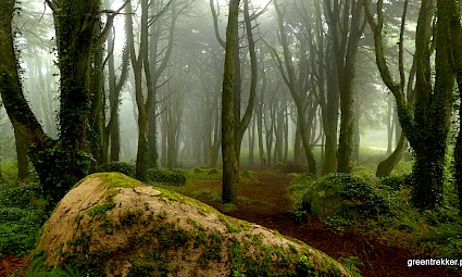 Caminhada em família no Bosque do Silêncio