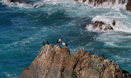 Pelos Trilhos da Costa Vicentina - Almograve / Zambujeira do Mar / Odeceixe