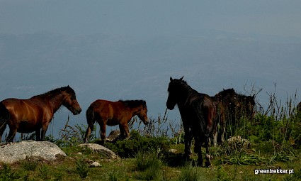 Na rota dos Garranos da Serra de Sintra