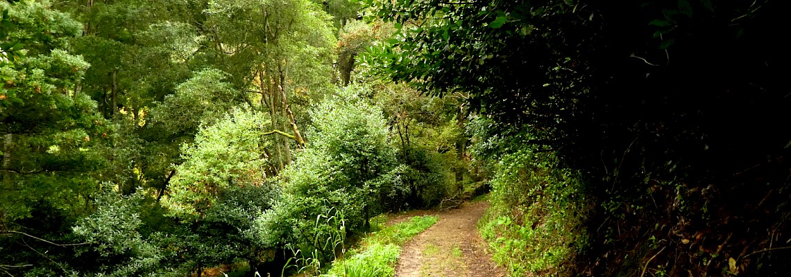Segredos do Bosque do Penedo - Serra de Sintra