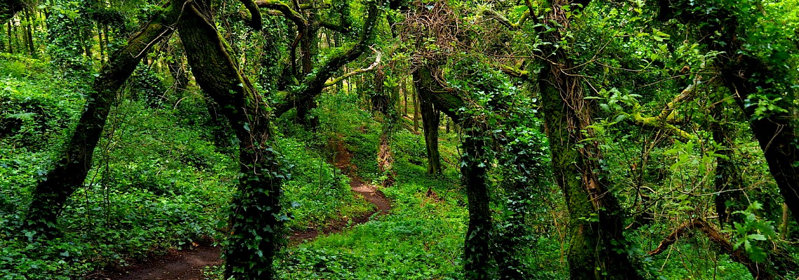 Travessia da Serra de Sintra