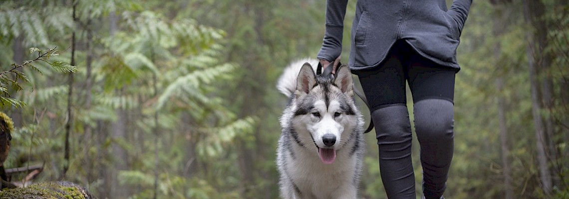 Dog Trekking nos Capuchos  - Serra de Sintra