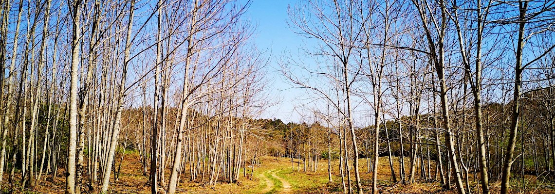 Trilho do Esquilo/ Serra de Montejunto