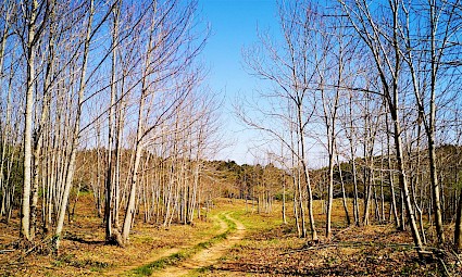 Trilho do Esquilo/ Serra de Montejunto