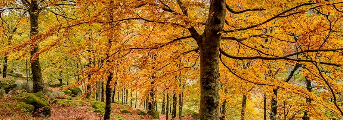 Cores do Outono no Bosque das Faias - Serra da Estrela 1ª Edição