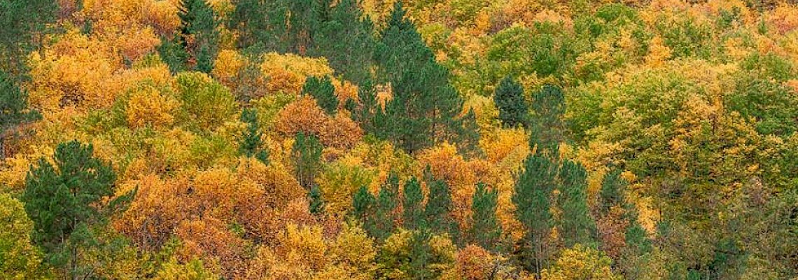 Cores do Outono no Bosque das Faias - Serra da Estrela 2ª Edição