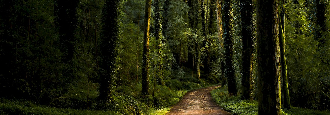 Caminhada de Natal em família no Bosque do Silêncio