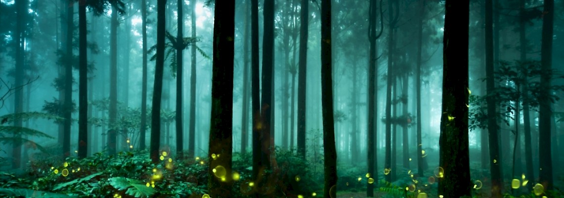 Caminhar à luz dos Pirilampos