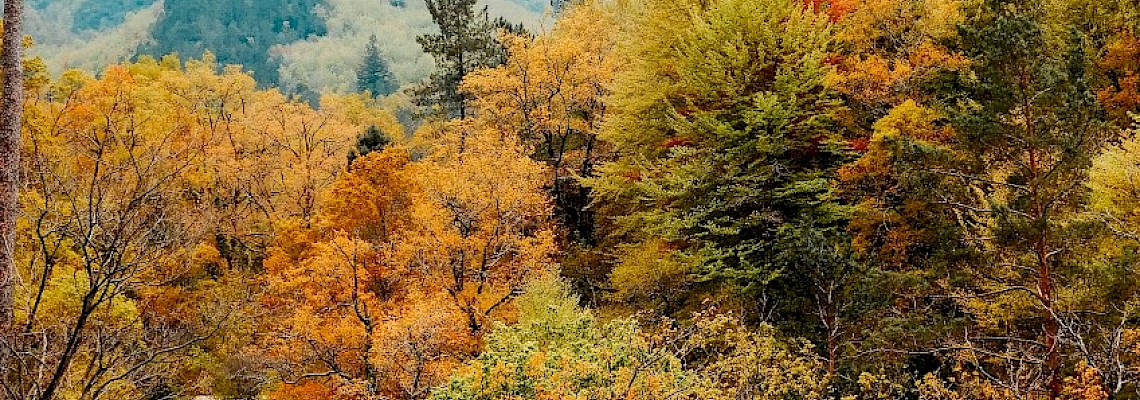 Outono na Mata da Albergaria - A Jóia do Gerês