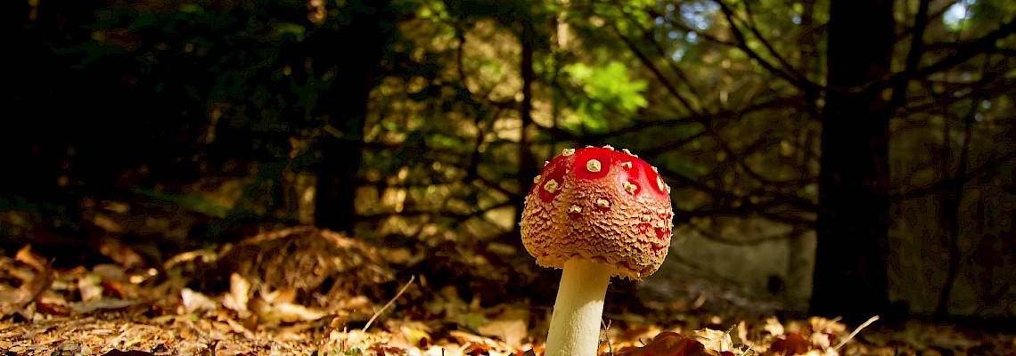 Caminhada à descoberta dos cogumelos