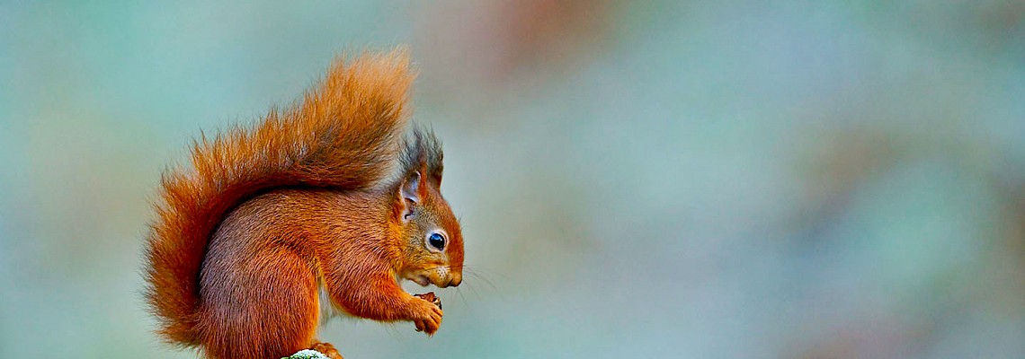 Pinhal do Rei e os Esquilos Vermelhos/Marinha Grande